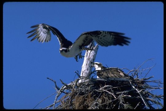 Image of Osprey