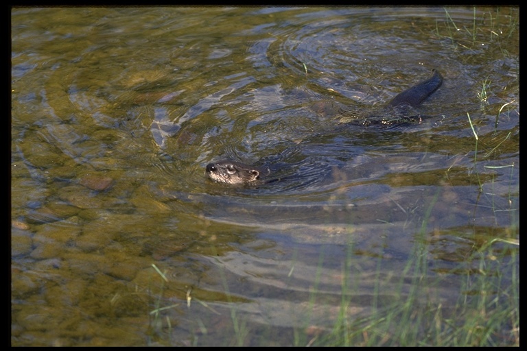 Plancia ëd Lontra canadensis (Schreber 1777)