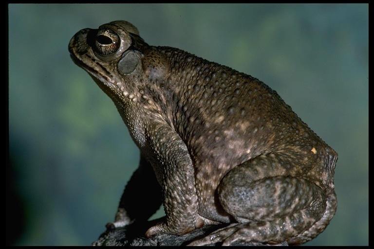 Plancia ëd Bufo Garsault 1764