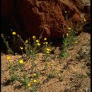 Image of Red Rock tarweed