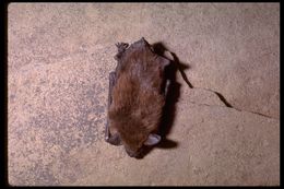 Image of Big Brown Bat