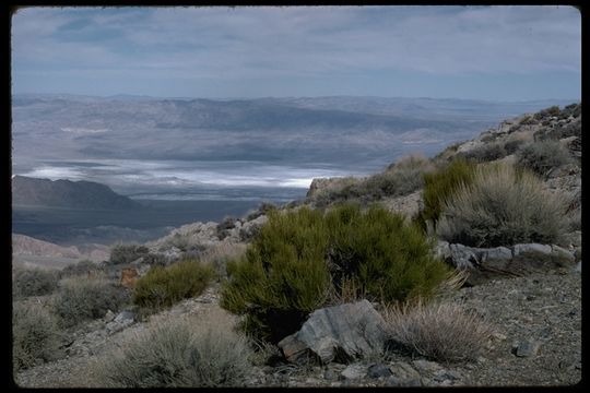 Imagem de Artemisia tridentata (Nutt.) W. A. Weber