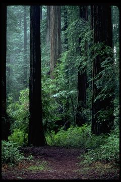 Imagem de Sequoia sempervirens (D. Don) Endl.