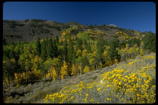 Image of quaking aspen