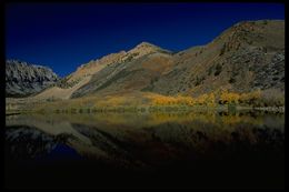 Image of quaking aspen