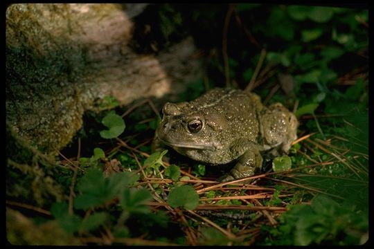 Image of western toad