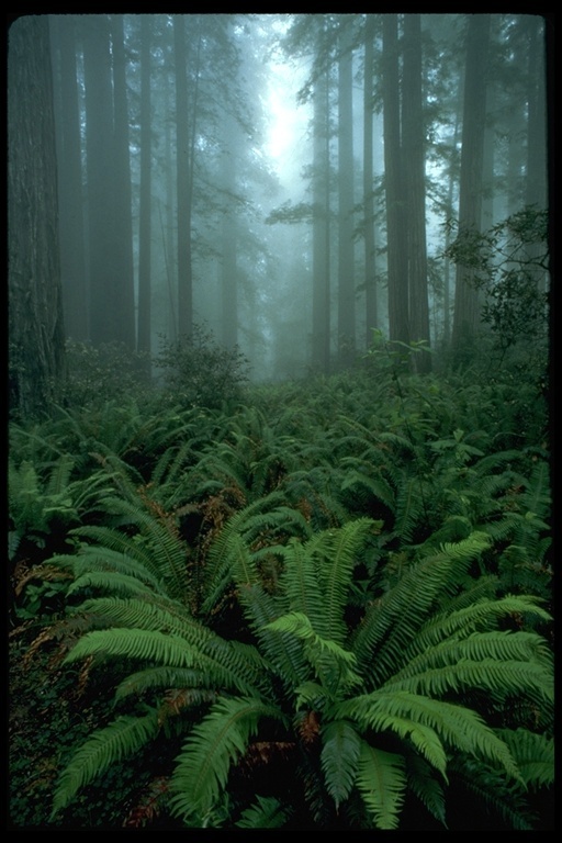 Image of western swordfern