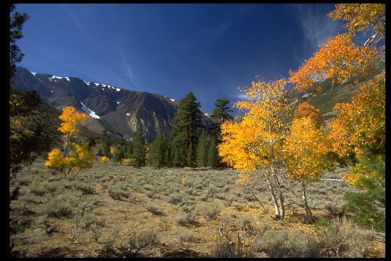 Image of quaking aspen