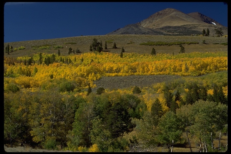 Image of quaking aspen