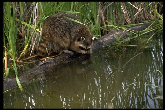 Image of Northern Raccoon