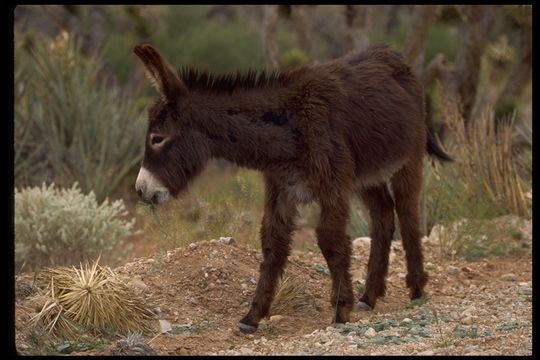 Image of Ass -- Feral donkey