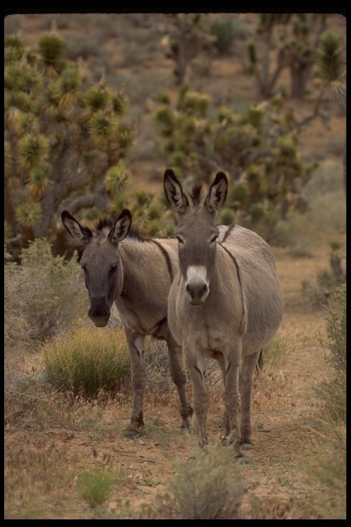 Image of Ass -- Feral donkey