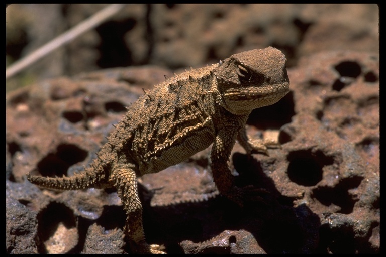 Image of Desert Horned Lizard