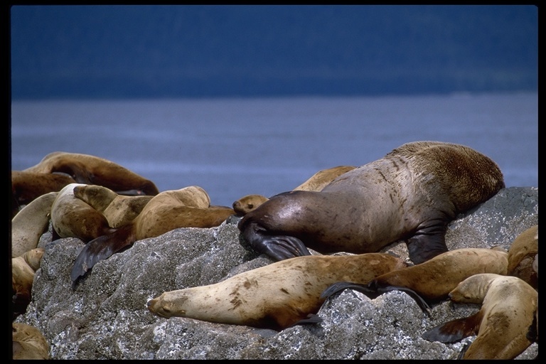 Image of Northern Sea Lion