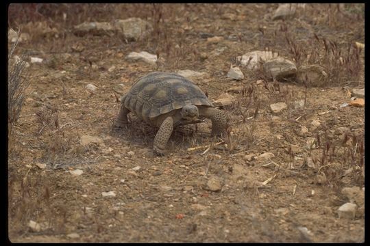 Image of desert tortoise