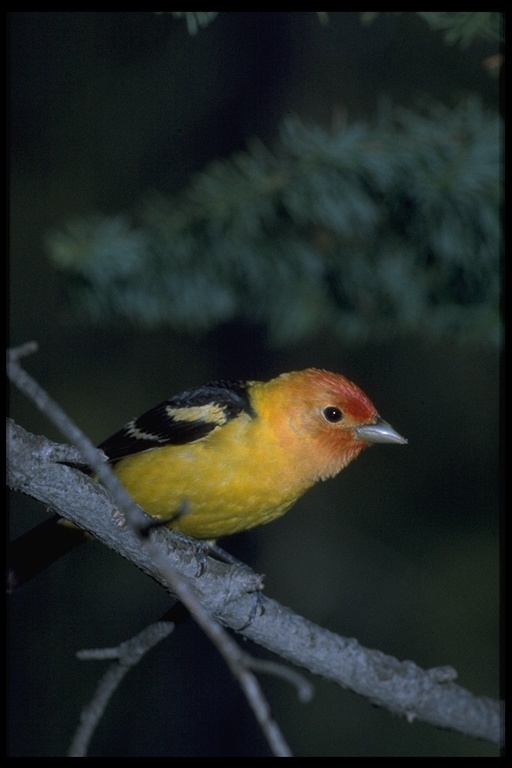 Image of Western Tanager