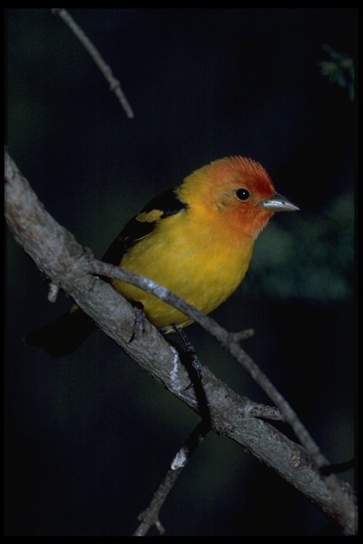 Image of Western Tanager