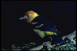 Image of Western Tanager