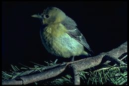 Image of Western Tanager