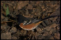 Image of Spotted Towhee