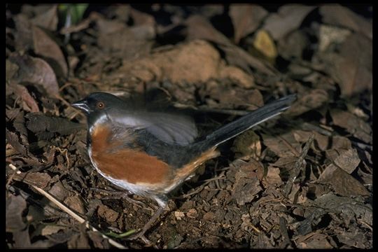 Image of Eastern Towhee