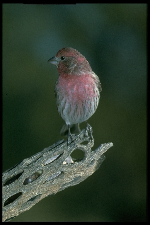 Image of House Finch