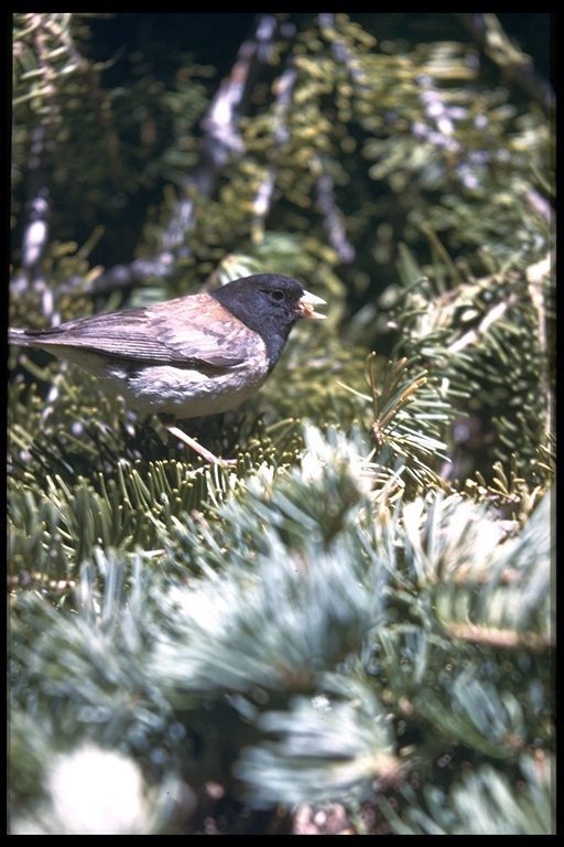 Image of Dark-eyed Junco