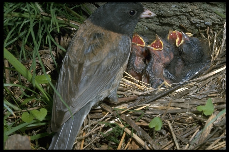 Image of Dark-eyed Junco