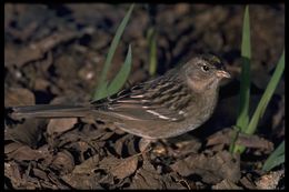 Image of Golden-crowned Sparrow