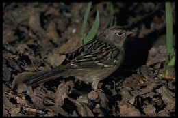 Image of Golden-crowned Sparrow