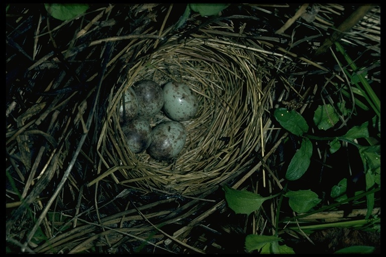 Image of Lincoln's Sparrow