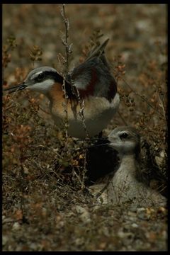 Image of Wilson's Phalarope