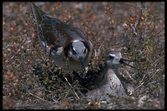 Image of Wilson's Phalarope