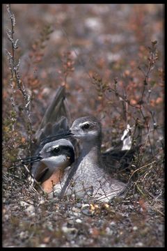 Image of Wilson's Phalarope