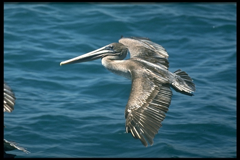 Image of Pelecanus occidentalis urinator Wetmore 1945