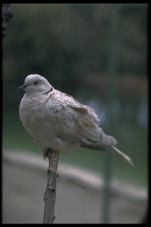 Image of Collared Dove