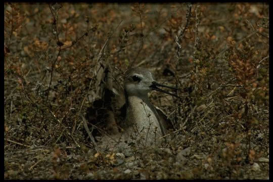 Image of Wilson's Phalarope