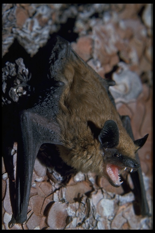 Image of Big Brown Bat