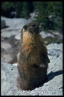 Image of Yellow-bellied Marmot