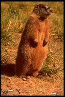 Image of Yellow-bellied Marmot