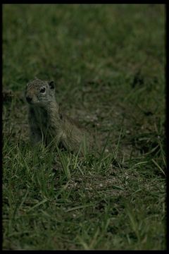 صورة Urocitellus beldingi (Merriam 1888)