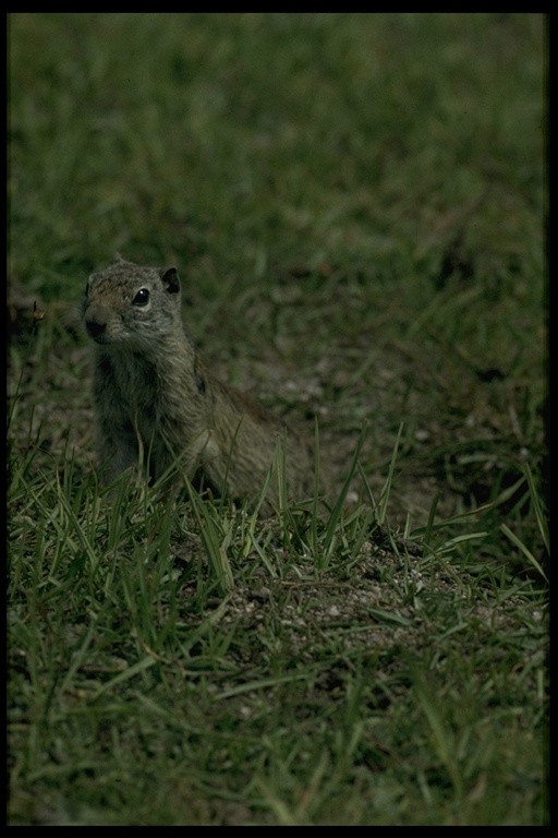 Image of Belding's ground squirrel