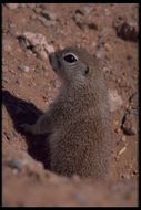 Image of Round-tailed Ground Squirrel