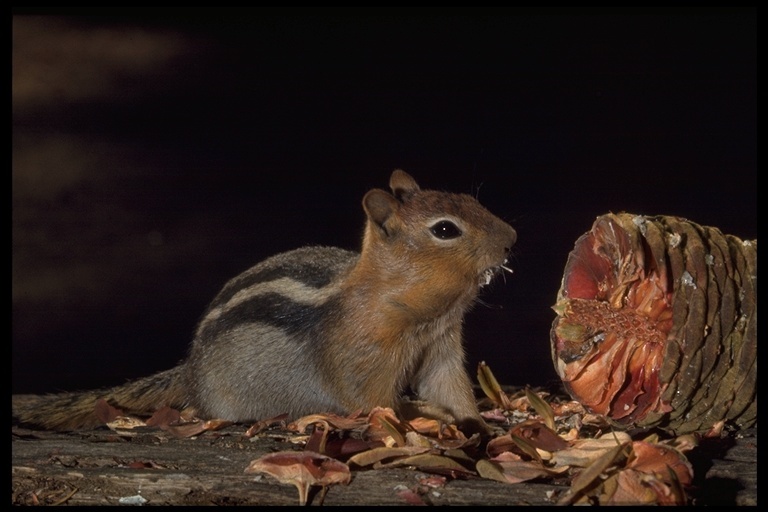 Image of golden-mantled ground squirrel