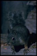 Image of Douglas's Squirrel