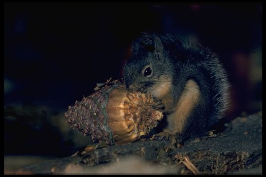 Image of Douglas's Squirrel