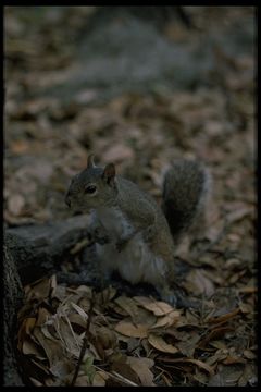 Image of eastern gray squirrel