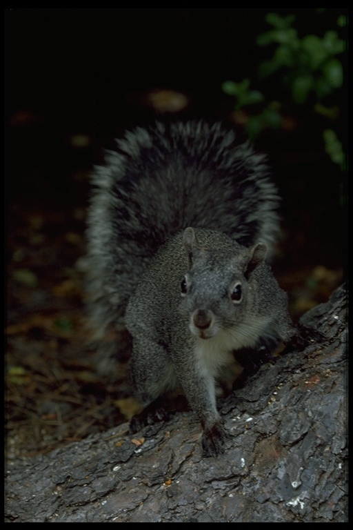 Image of Western Gray Squirrel