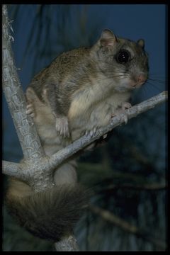 Image of American Flying Squirrels