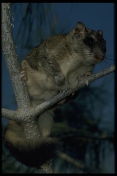 Image of Carolina Flying Squirrel